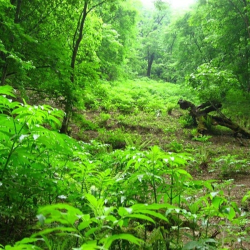 اجاره ویلا با ویوی جنگلی